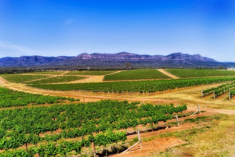 Mesmerising view of a vineyard with the mountains
